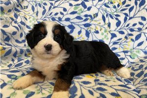 Marcus - puppy for sale