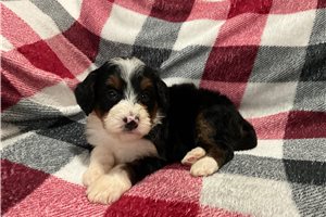 Lima - Mini Bernedoodle for sale