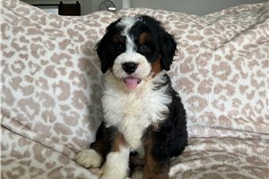 Lip - Mini Bernedoodle for sale