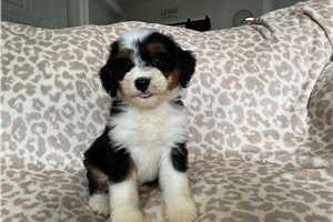 Luxie - puppy for sale