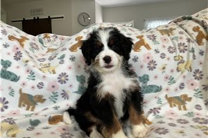 Deanna - Bernedoodle, Mini for sale