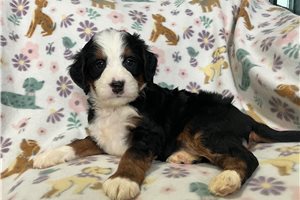 Lawson - Bernedoodle, Mini for sale