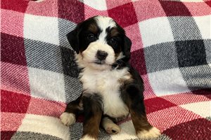 Lunchbox - puppy for sale