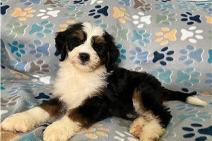 Lego - Mini Bernedoodle for sale