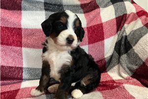 Littlefoot - puppy for sale