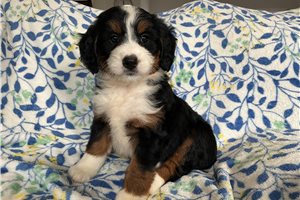 Melinda - puppy for sale