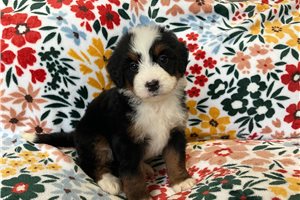Faith - Bernedoodle, Mini for sale