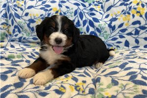 Marshall - puppy for sale