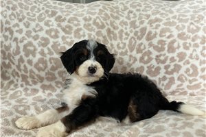 Lima - Bernedoodle, Mini for sale