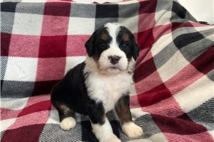 Lando - puppy for sale