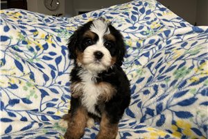 Kayla - puppy for sale