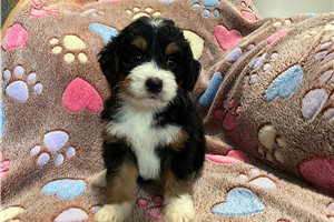 Dotty - puppy for sale