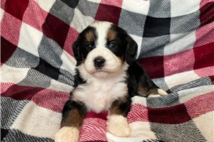 Lou - puppy for sale