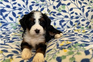 Marlena - puppy for sale