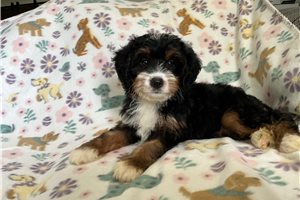 Dixie - Bernedoodle, Mini for sale