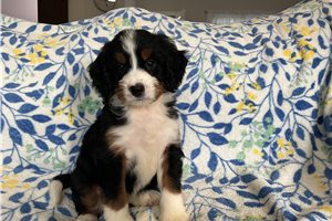Marilyn - puppy for sale