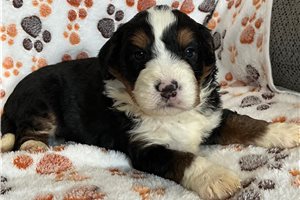 Rufio - puppy for sale