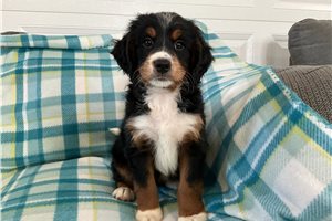Maya - Mini Bernedoodle for sale