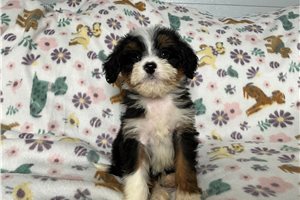 Lolly - Mini Bernedoodle for sale