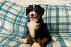 Mathias - Mini Bernedoodle for sale