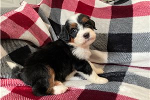 Luxie - puppy for sale