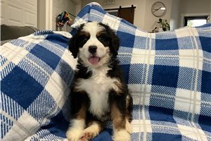 Denzel - Bernedoodle, Mini for sale