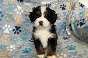 Thomas - Bernedoodle, Mini for sale