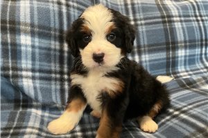 Denzel - puppy for sale
