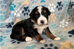 Fabian - puppy for sale