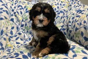 Keen - Bernedoodle, Mini for sale