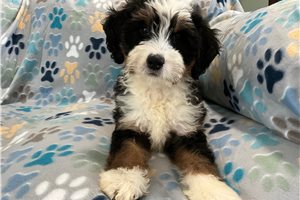 Ruby - Mini Bernedoodle for sale