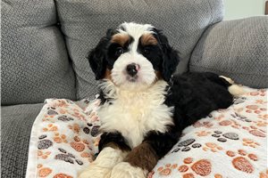 Robin - puppy for sale