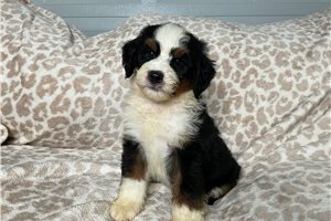Lego - Mini Bernedoodle for sale