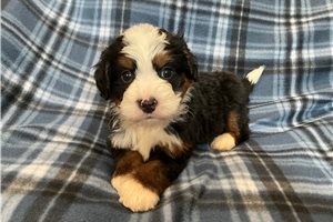 Dean - Bernedoodle, Mini for sale