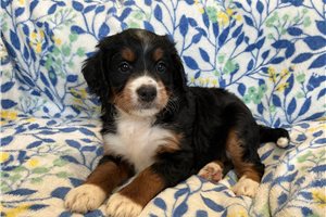 Maya - puppy for sale