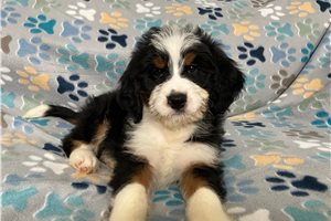 Lugnut - puppy for sale