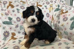 Lucky - puppy for sale