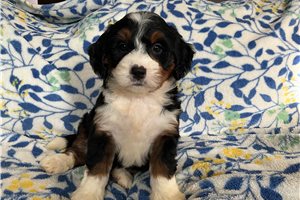 Morgan - puppy for sale