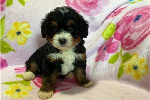 Dixie - puppy for sale