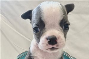 Talia - Boston Terrier for sale