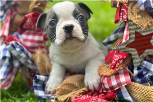 Thiago - Boston Terrier for sale