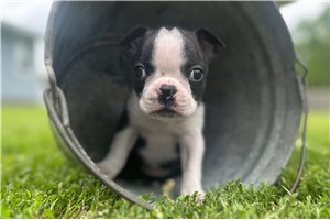 Toby - Boston Terrier for sale