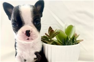 Theodore - Boston Terrier for sale