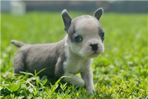 Tatum - Boston Terrier for sale