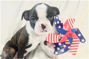 Titus - Boston Terrier for sale