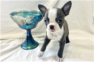 Talia - Boston Terrier for sale