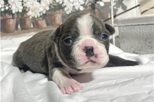 Floss - Boston Terrier for sale
