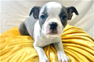 Taylor - Boston Terrier for sale