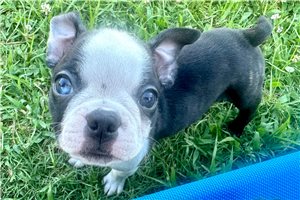 Thomas - puppy for sale