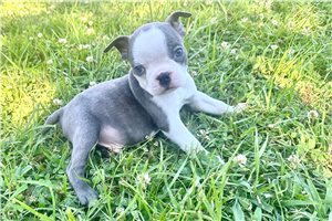 Tatum - Boston Terrier for sale